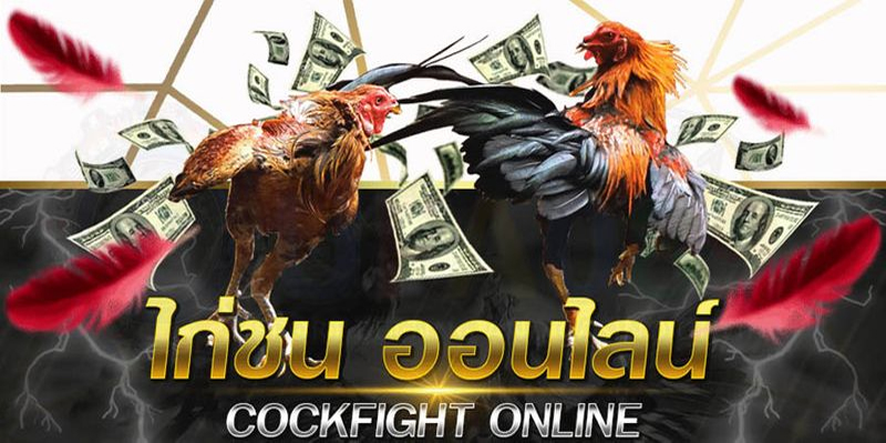 เกมไก่ชน-"cockfighting game"